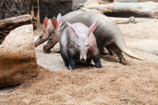 Mrównik Bubu podbija serca! Uratowany od śmierci, teraz śpi z rodzicami. Wzruszająca historia z wrocławskiego ZOO