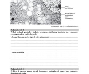 Matura 2018 z biologii [ARKUSZE CKE, ODPOWIEDZI]