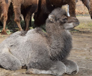 Galia - nowy wielbłąd w poznańskim ZOO