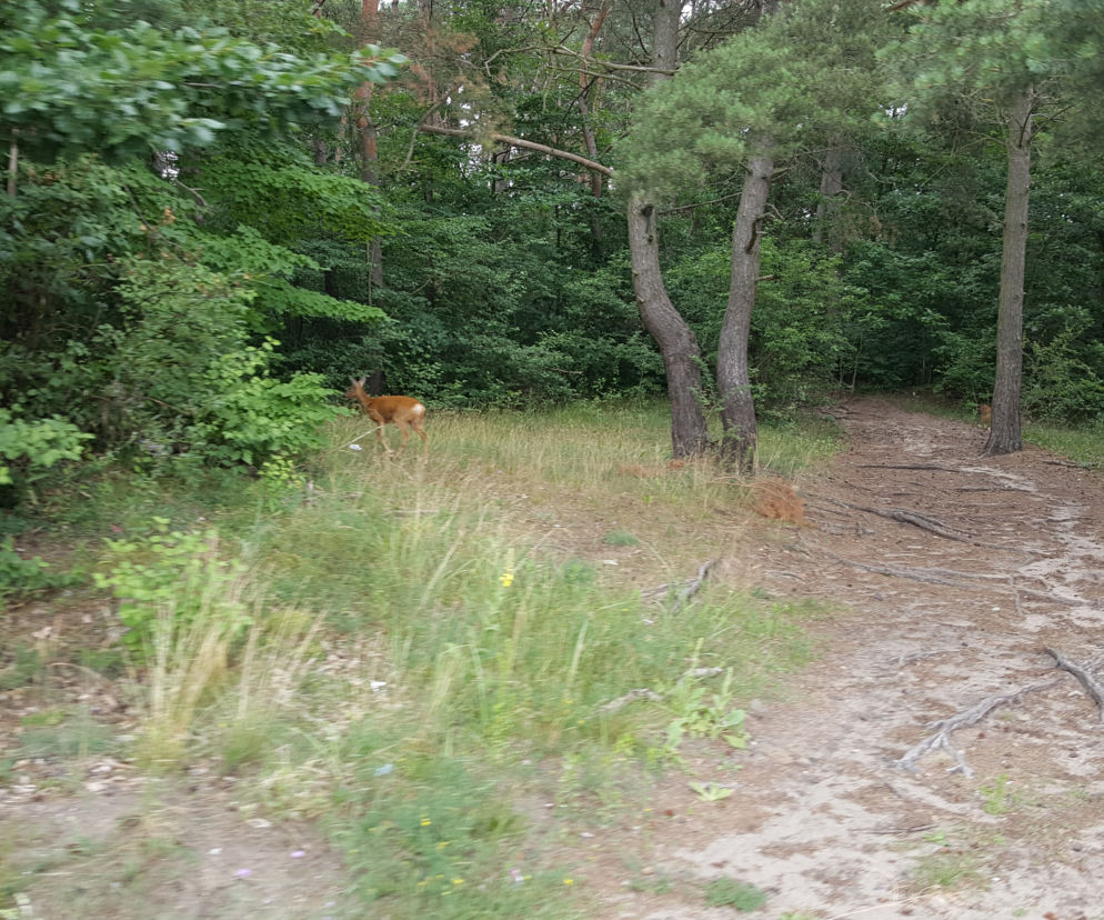 zwierzęta