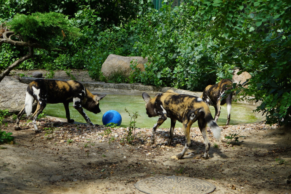 Zoo Wrocław: Likaony
