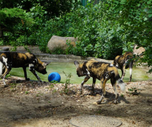 Zoo Wrocław: Likaony