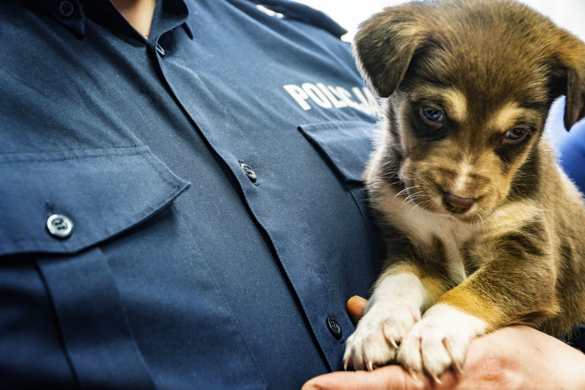 Maleńkie szczeniaczki były bliskie śmierci. Policjanci z Nowego Dworu Gdańskiego pokazali wielkie serca