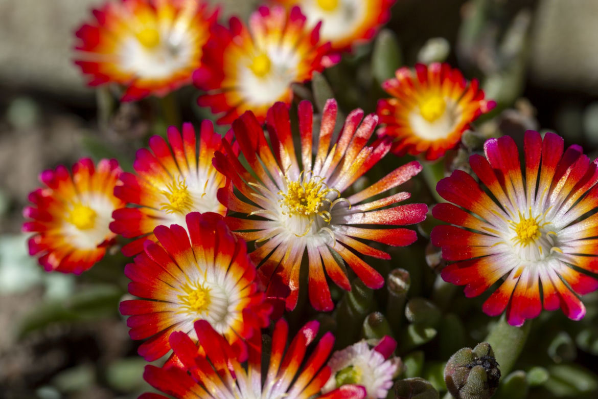 Delosperma