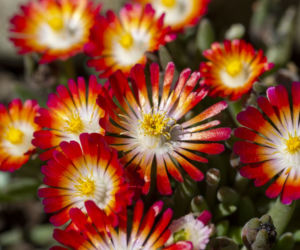 Delosperma