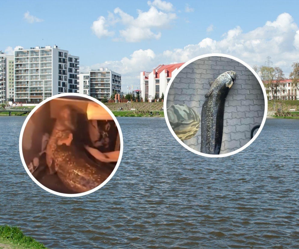 Gigantyczny sum wyłowiony z warszawskiego jeziorka Balaton. Internauci nie kryją oburzenia