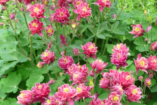 Orlik mieszańcowy  - Aquilegia hybrida 