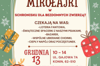 Merdające Mikołajki w Schronisku dla Bezdomnych Zwierząt w Koninie