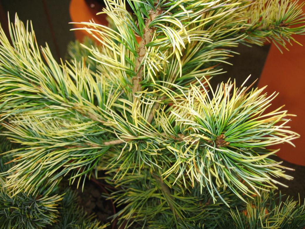 Sosna drobnokwiatowa 'Goldilocks'