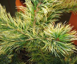 Sosna drobnokwiatowa 'Goldilocks'