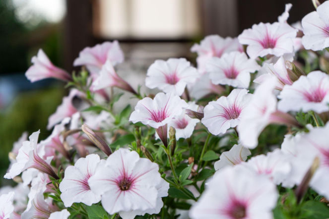 Supertunia Silverberry