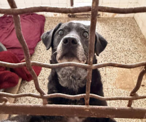 Siarczysty mróz zagraża zwierzętom! Krakowskie schronisko pilnie szuka domów tymczasowych