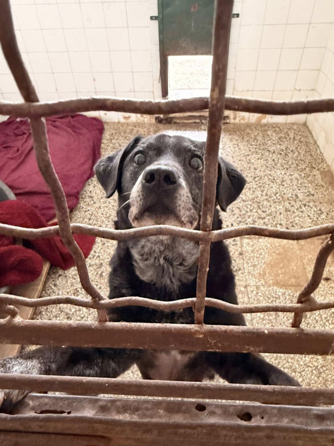 Siarczysty mróz zagraża zwierzętom! Krakowskie schronisko pilnie szuka domów tymczasowych