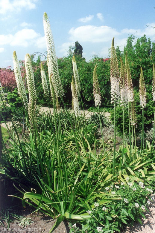 pustynnik-himalajski