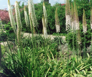 pustynnik-himalajski