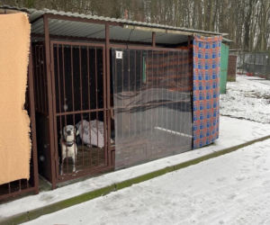 Zdjęcia z kontroli w bytomskim schronisku