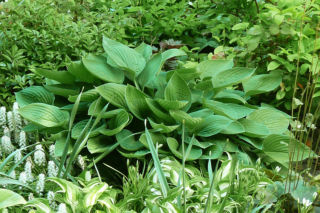 Funkia 'Halcyon' - Hosta 'Halcyon'