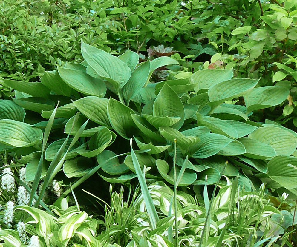 Funkia 'Halcyon' 
