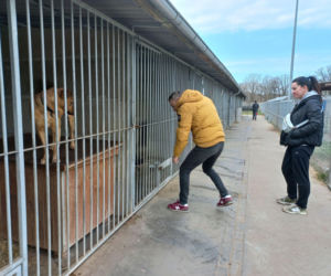 Przybyło psów w schronisku w Henrykowie koło Leszna. Ilość zatrważająca