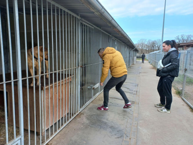Przybyło psów w schronisku w Henrykowie koło Leszna. "Ilość zatrważająca"