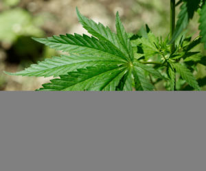 marihuana