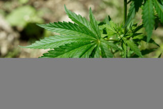 marihuana