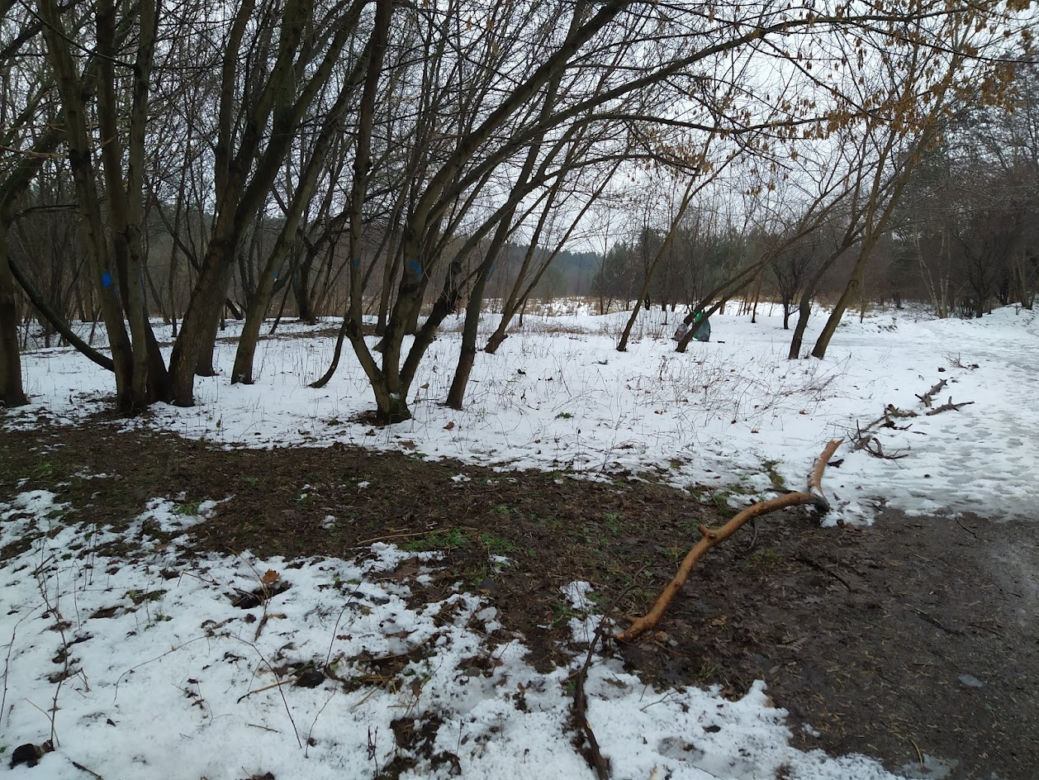 Wyciętych ma zostać co najmniej 131 drzew