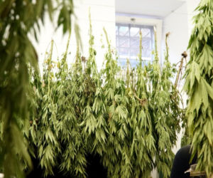 Przydomowa plantacja konopi zlikwidowana
