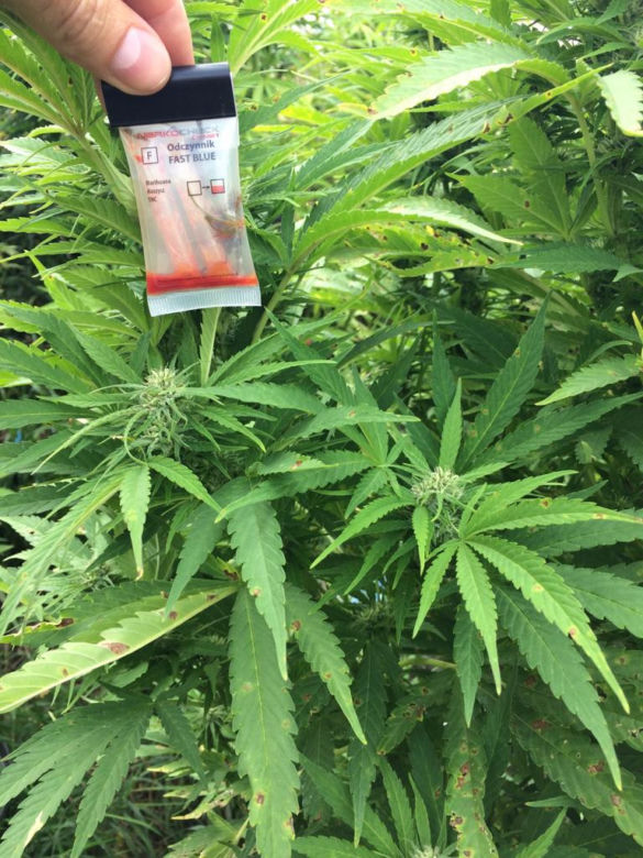 Policyjne drony wypatrzyły plantacje marihuany