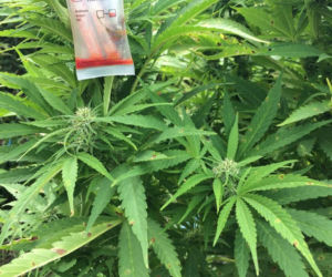 Policyjne drony wypatrzyły plantacje marihuany