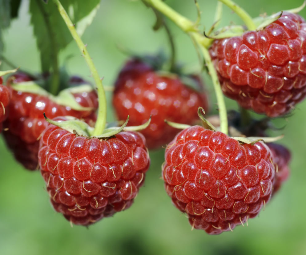 Sok z malin: na co pomaga, na co jest dobry? Dlaczego warto zrobić sok malinowy?