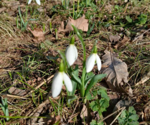 Wiosna coraz śmielej daje o sobie znać! Krokusy kwitną, pszczoły ruszyły do pracy
