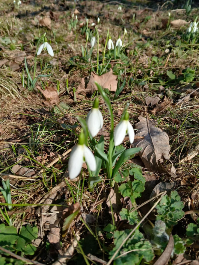 Wiosna coraz śmielej daje o sobie znać! Krokusy kwitną, pszczoły ruszyły do pracy