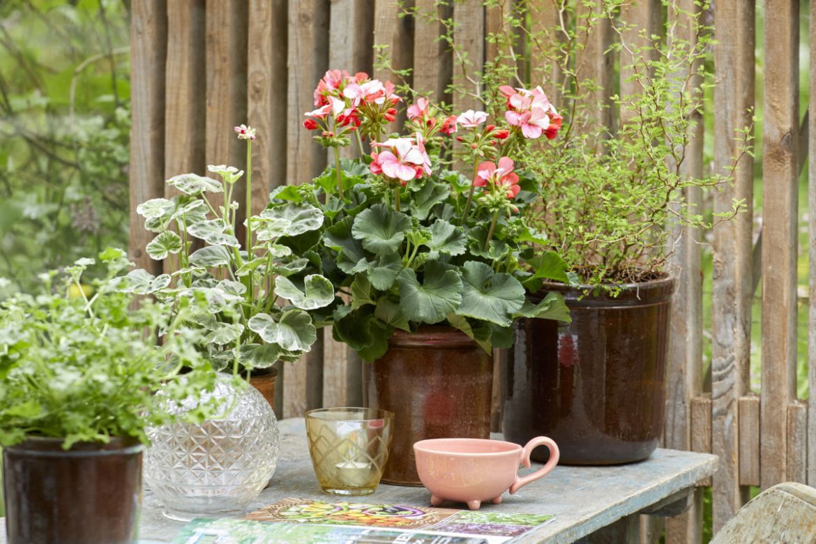 Pelargonie w stylu vintage