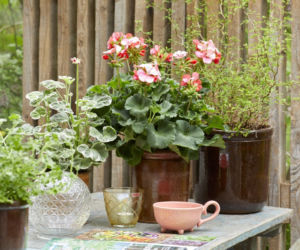 Pelargonie w stylu vintage