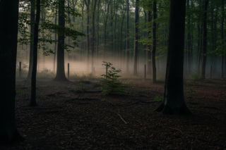 Afrykański pomór świń blisko Polski. Jak niemieckie służby chcą powstrzymać zarazę?