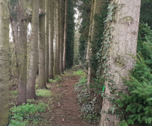 Wiosna budzi się w Arboretum w Bolestraszycach