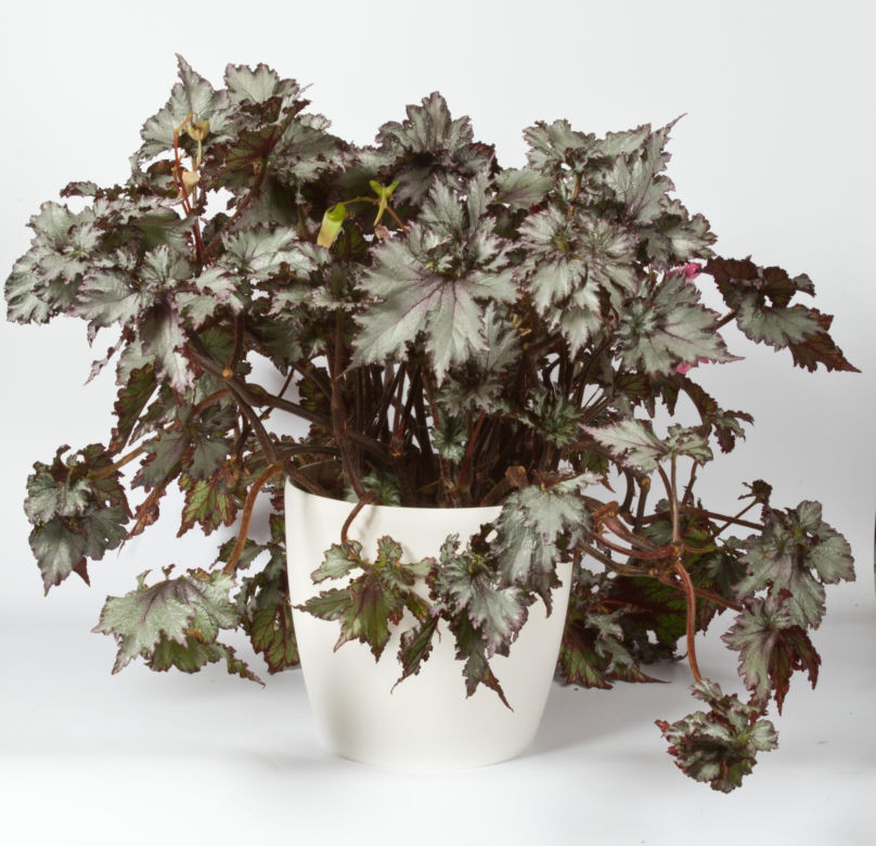 Begonia królewska