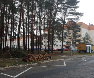 Na osiedlu Rejtana w Lesznie znów wycinane są drzewa. Będa też gdzie indziej