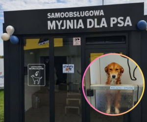 Koniec z kąpielą psa w wannie! Na Śląsku ruszyły samoobsługowe myjnie