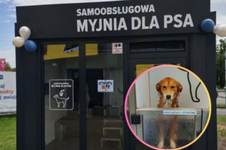 Koniec z kąpielą psa w wannie! Na Śląsku ruszyły samoobsługowe myjnie