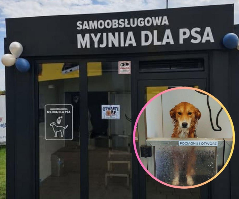 Psiamyjnia w Chorzowie