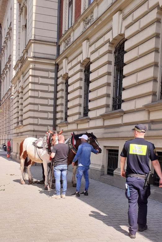 Dorożka jeździła bez woźnicy. O krok od tragedii w samym centrum Krakowa! [ZDJĘCIA]