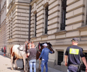 Dorożka jeździła bez woźnicy. O krok od tragedii w samym centrum Krakowa! [ZDJĘCIA]