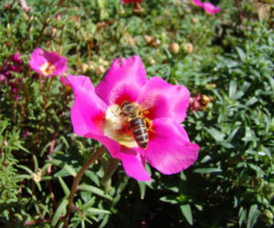 Portulaka wielkokwiatowa