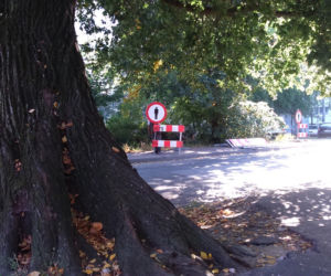 Co dalej z symbolem ul. Wiązowej w Toruniu?