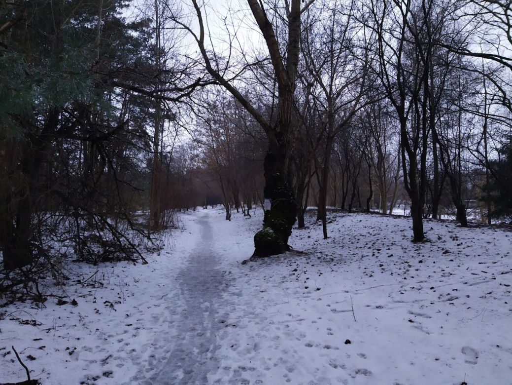 Wyciętych ma zostać co najmniej 131 drzew