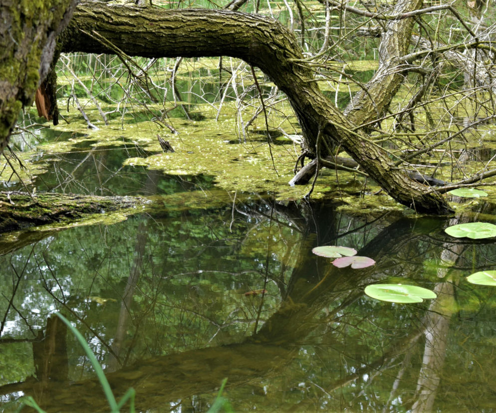 Nowy rezerwat przyrody w woj. lubelskim