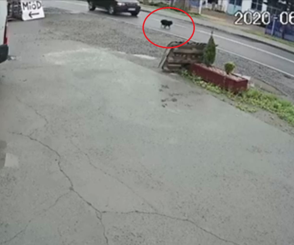 Bestialskie zachowanie kierowcy. Mężczyzna celowo przejechał psa!