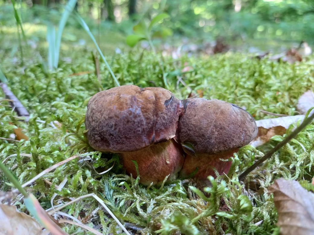 borowik ceglastopory